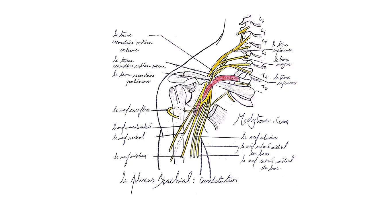 le plexus brachial