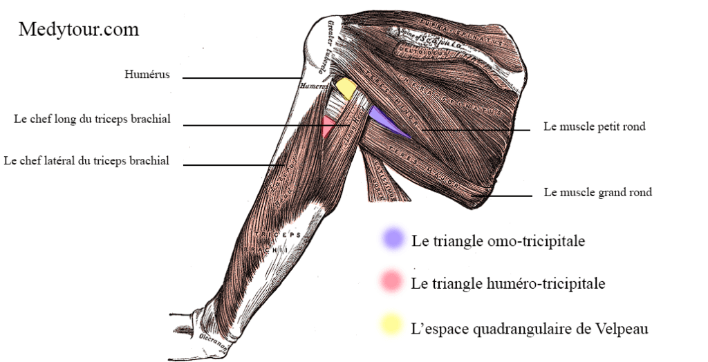 Le triangle huméro-tricipitale Le triangle omo-tricipitale L’espace quadrangulaire de Velpeau