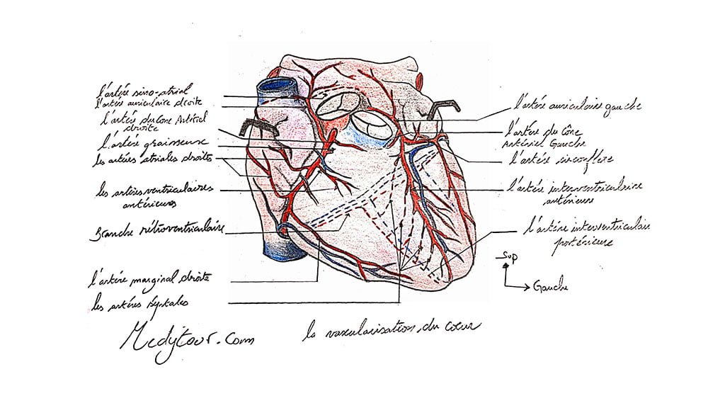 La vascularisation du coeur