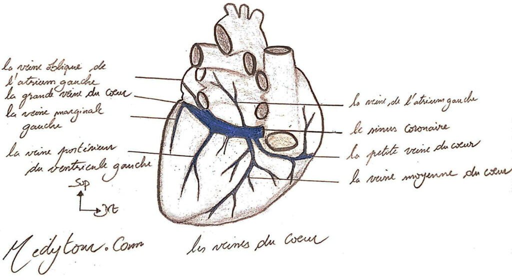 La vascularisation du coeur
