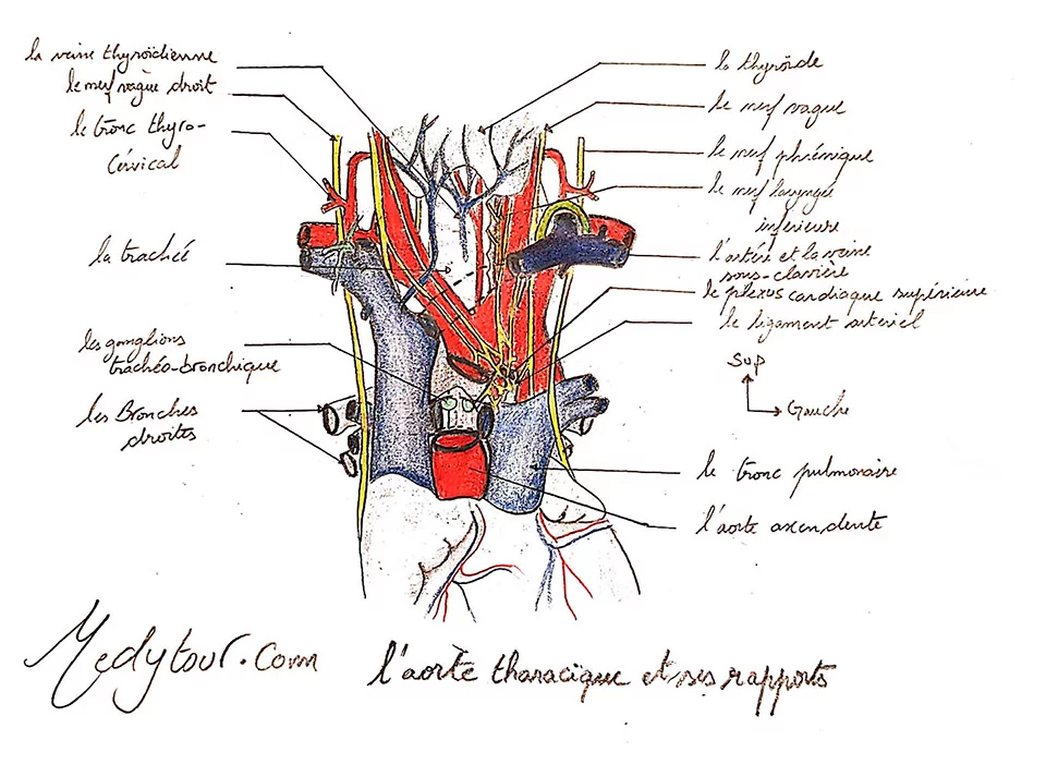 L’aorte thoracique