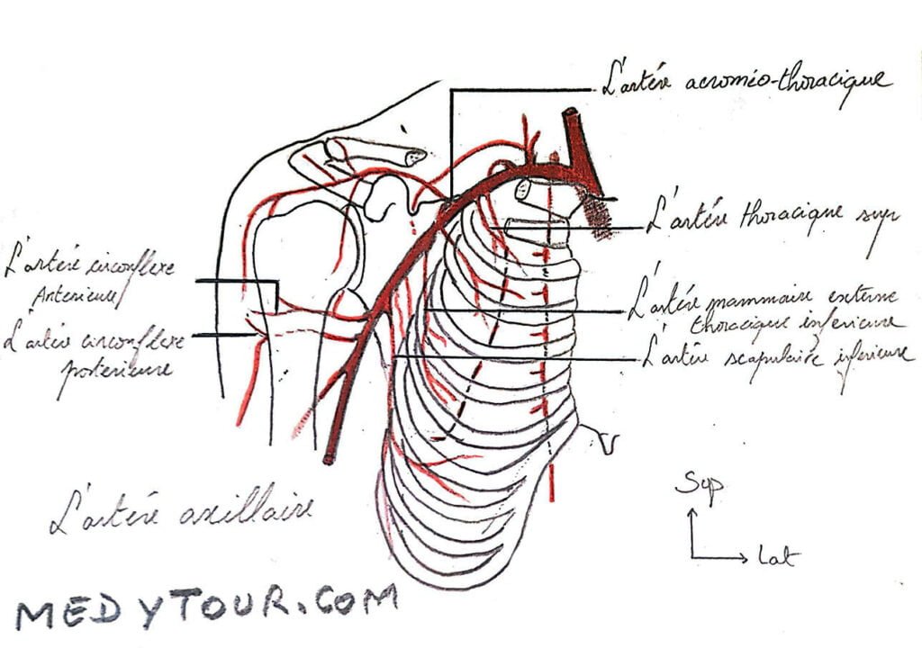 Le creux axillaire