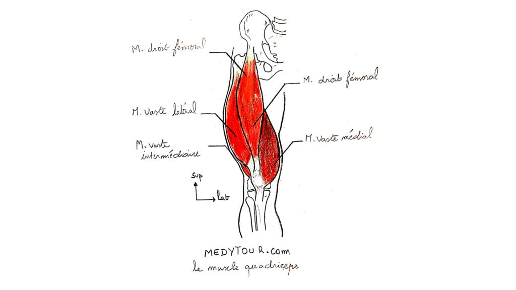 Le muscle quadriceps