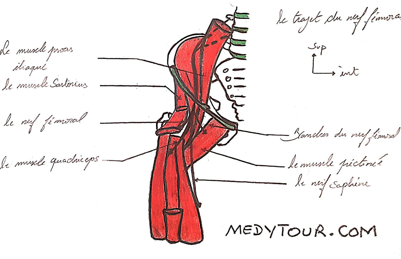 Le triangle de Scarpa limites, parois, et contenu cours plus schémas