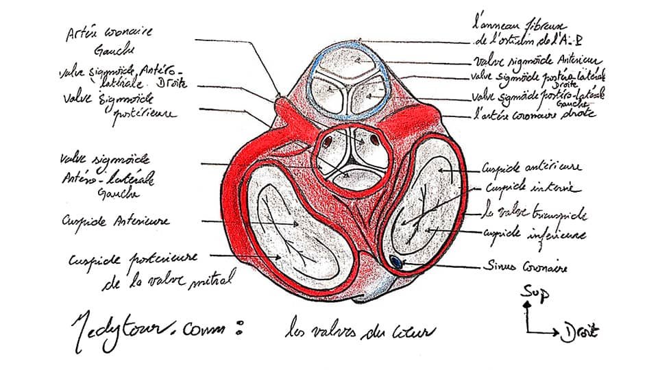 L' anatomie du coeur : Les valves du coeur