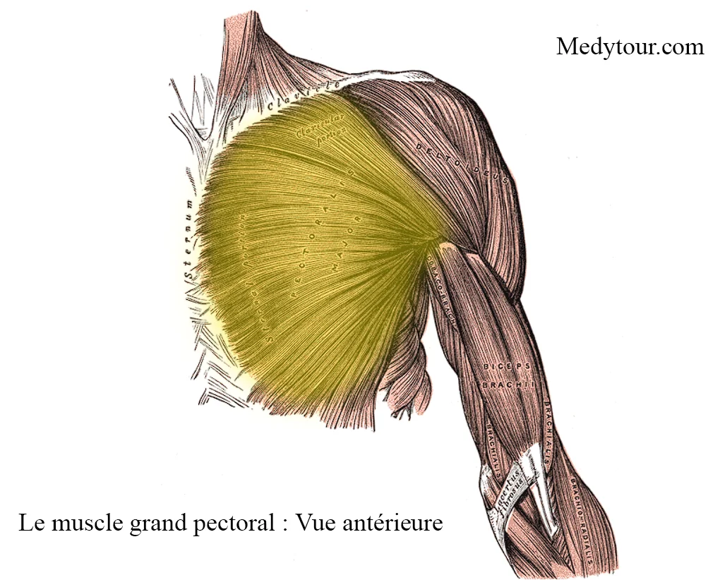 Le muscle grand pectoral