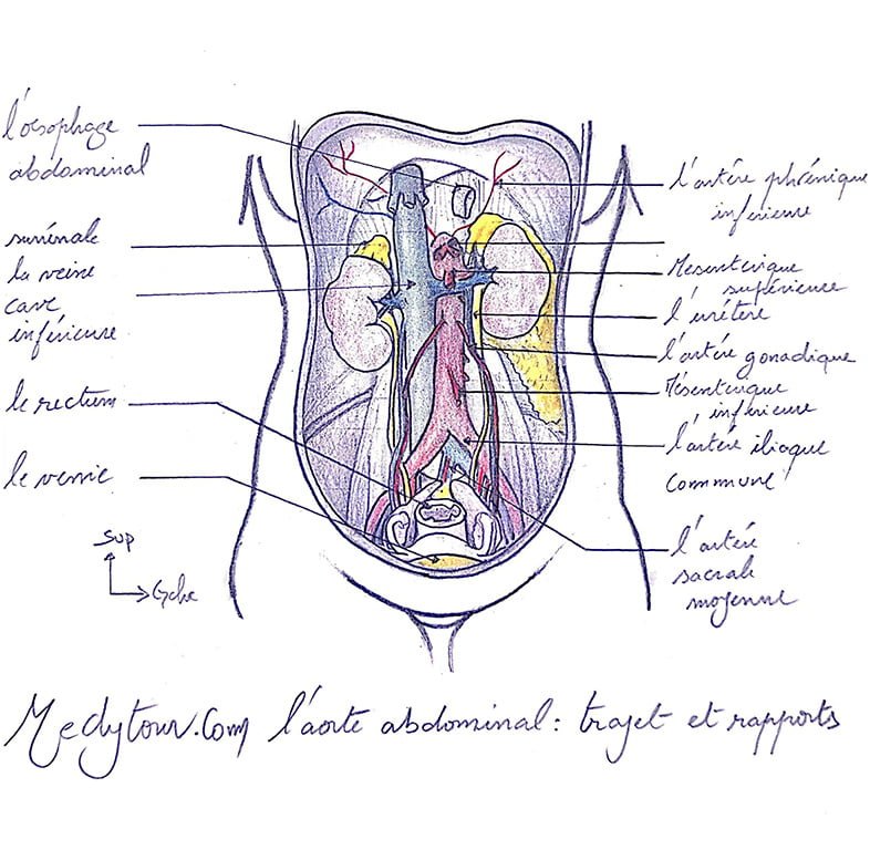 aorte abdominale