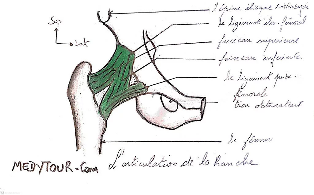 Anatomie de la hanche : os, muscles, moyens d'union, nerfs, vascularisation