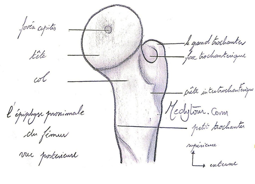 La tête fémorale