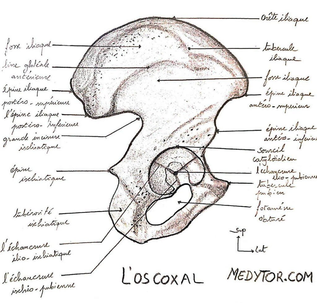 l’articulation de la hanche