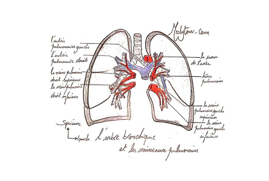 LE PEDICULE PULMONAIRE