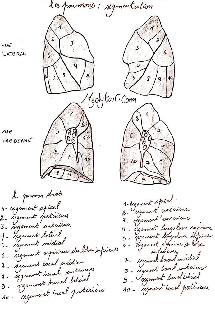 La segmentation pulmonaire