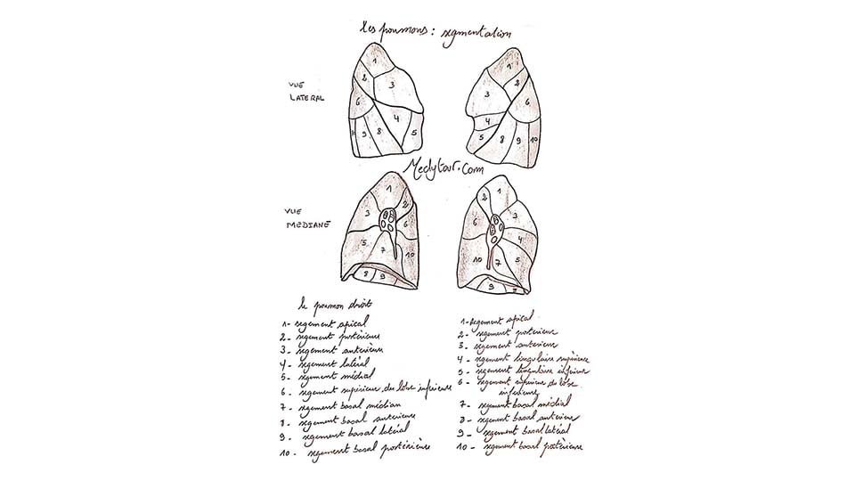 La segmentation pulmonaire