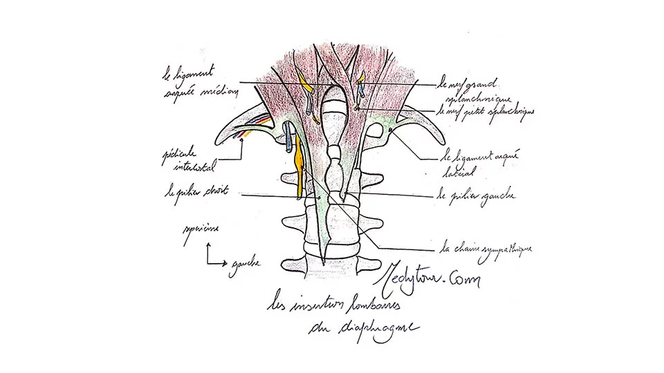 Le diaphragme