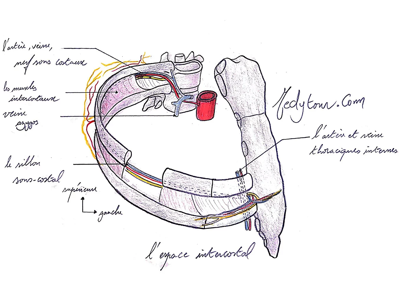 L'espace intercostale