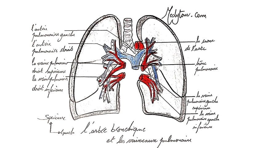 le pedicule pulmonaire