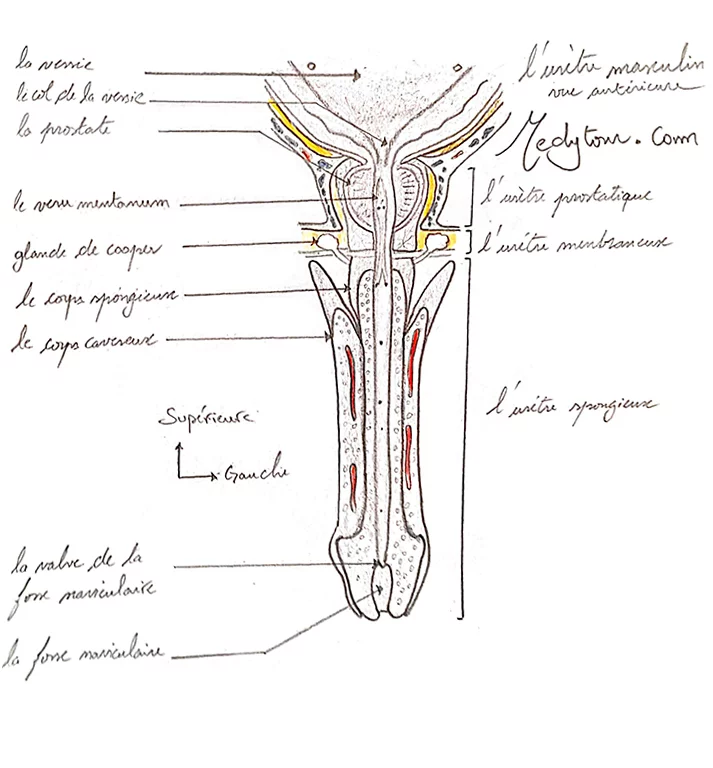 Anatomie de l'urètre chez l'homme