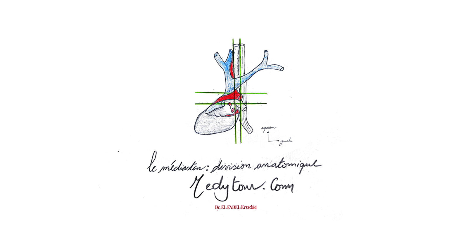Le médiastin : définition pathologie limites et division